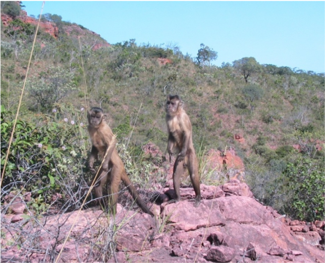 Capuchins out for a walk